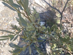 Salix lasiolepis