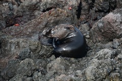 Arctocephalus galapagoensis
