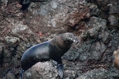 Arctocephalus galapagoensis