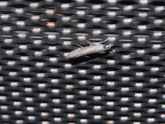 Culladia hastiferalis