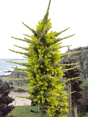Puya chilensis