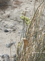 Asclepias subulata