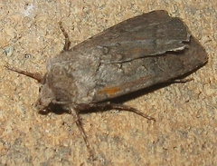 Noctuinae
