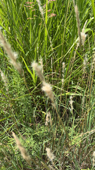 Bothriochloa laguroides