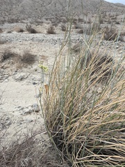Asclepias subulata