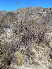 Condalia microphylla
