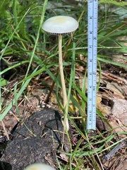 Protostropharia
