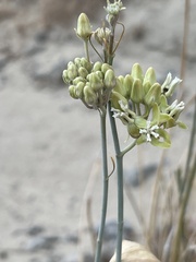 Asclepias subulata