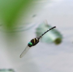 Macromia