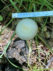 Protostropharia