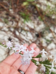 Liatris pauciflora secunda