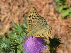 Argynnis pandora