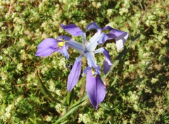 Moraea fugax