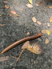 Thyropygus allevatus