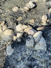 Ostreidae
