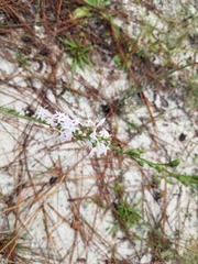 Liatris pauciflora secunda