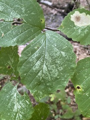 Hamamelis virginiana