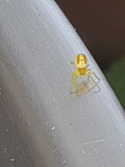 Araniella