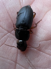 Harpalus pensylvanicus