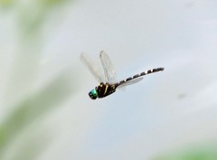 Macromia