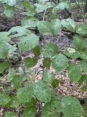 Hamamelis virginiana