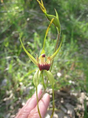 Caladenia procera