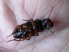 Harpalus pensylvanicus