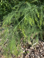 Asparagus officinalis