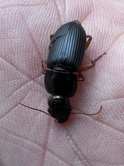 Harpalus pensylvanicus