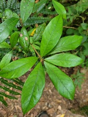 Actinodaphne mushaensis