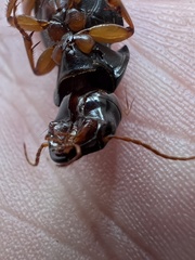 Harpalus pensylvanicus