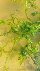 Ulva intestinalis