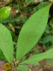 Actinodaphne mushaensis