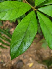 Actinodaphne mushaensis