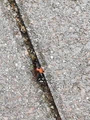 Platydracus stercorarius