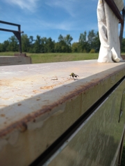 Lepidophora lepidocera