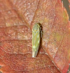 Fruticidia bisignata