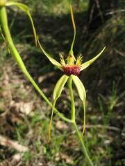 Caladenia procera