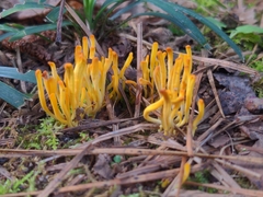 Clavariaceae