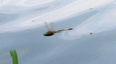 Macromia
