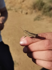 Eyprepocnemis plorans