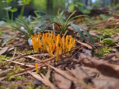 Clavariaceae