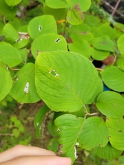 Cornus rugosa