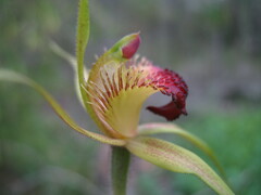 Caladenia procera