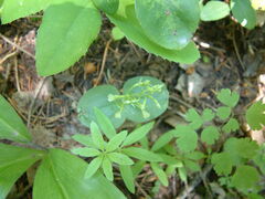 Neottia banksiana