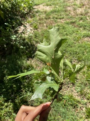 Quercus palustris