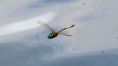 Macromia