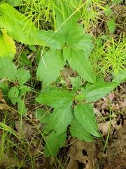 Ceanothus americanus