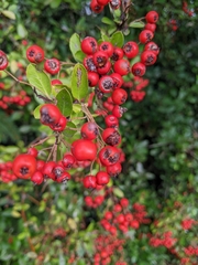 Pyracantha