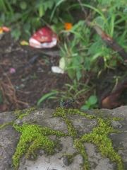 Camponotus angusticollis